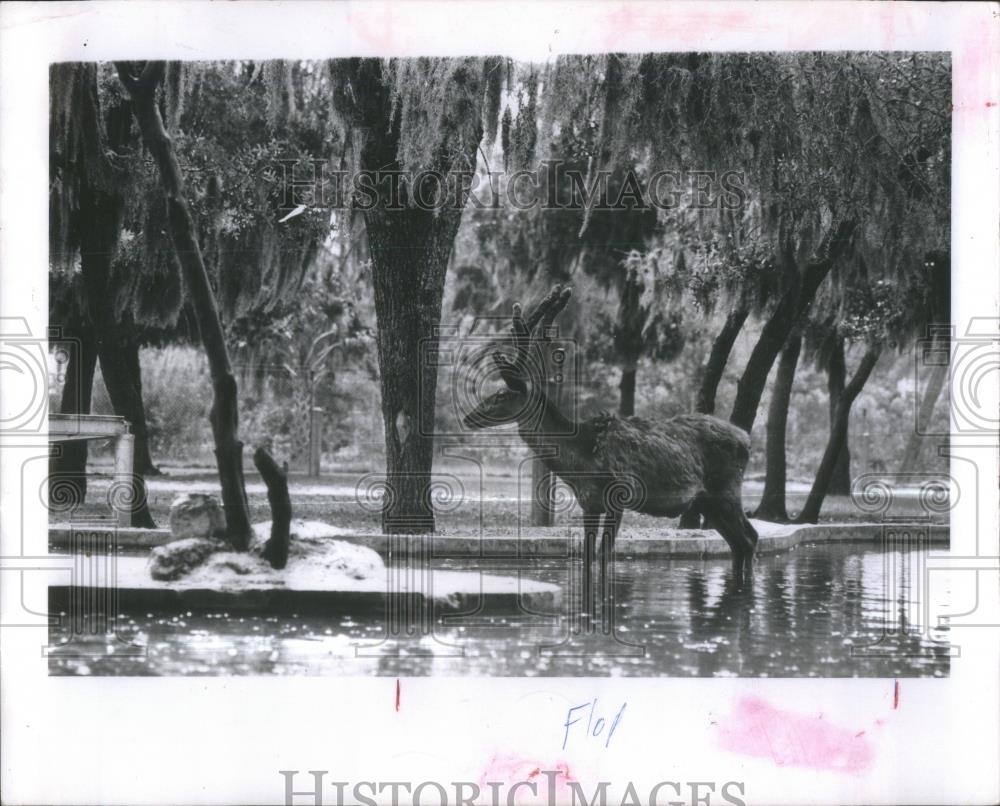 1965 Press Photo Lowry Park Zoo Bob Hannah - RSA36705 - Historic Images