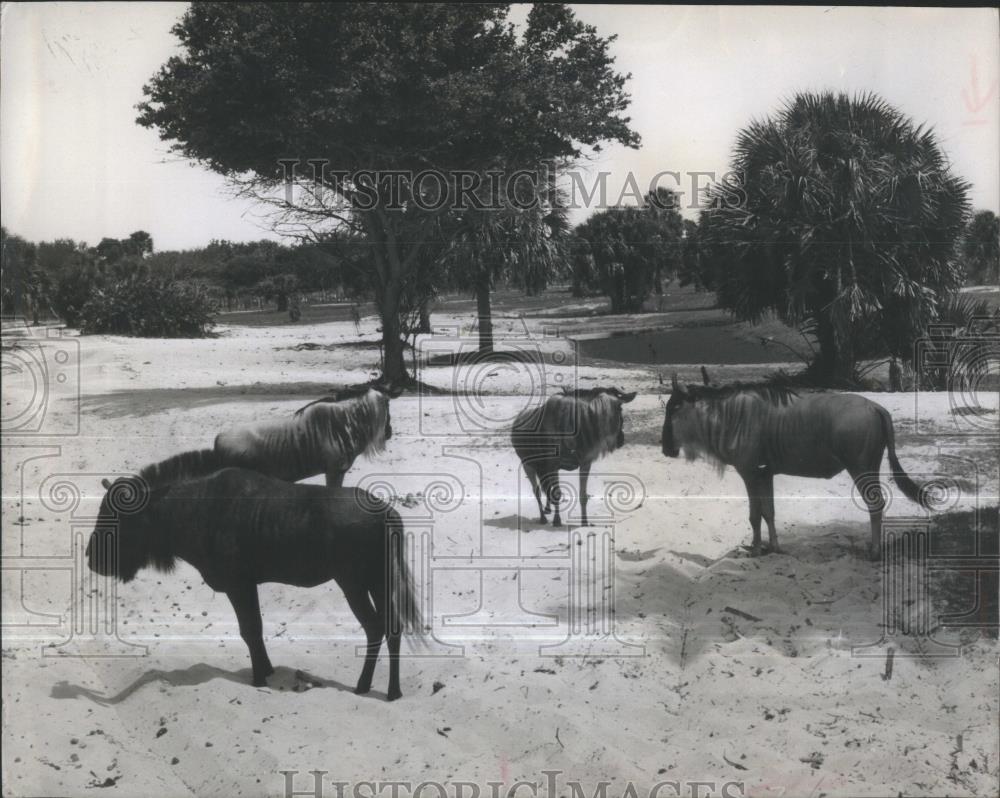 Press Photo Gnus ground animal trees Forest - RSA36823 - Historic Images