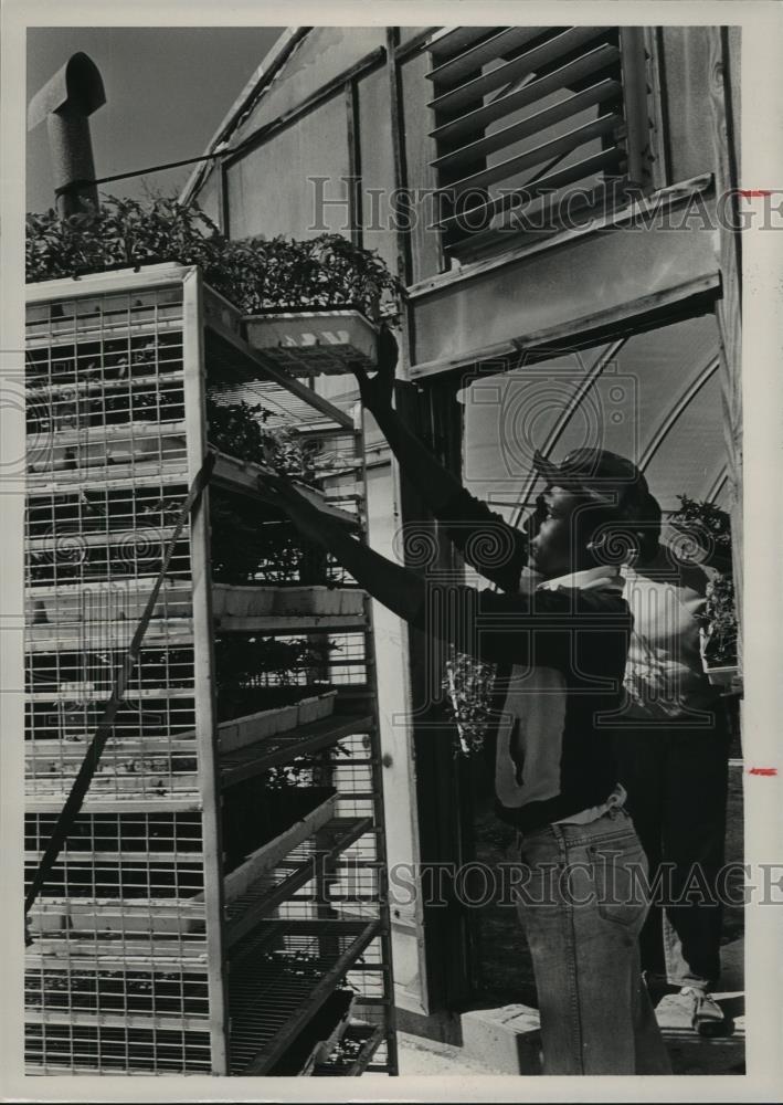 1985 Press Photo Worker at Bonnie Plant Farm, Alabama - abna13435 - Historic Images