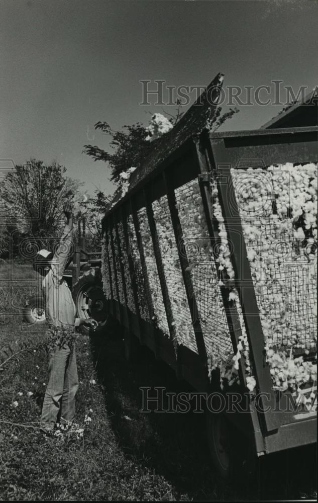 1982 Press Photo Wagon full of fresh picked cotton, Alabama - abna14083 - Historic Images