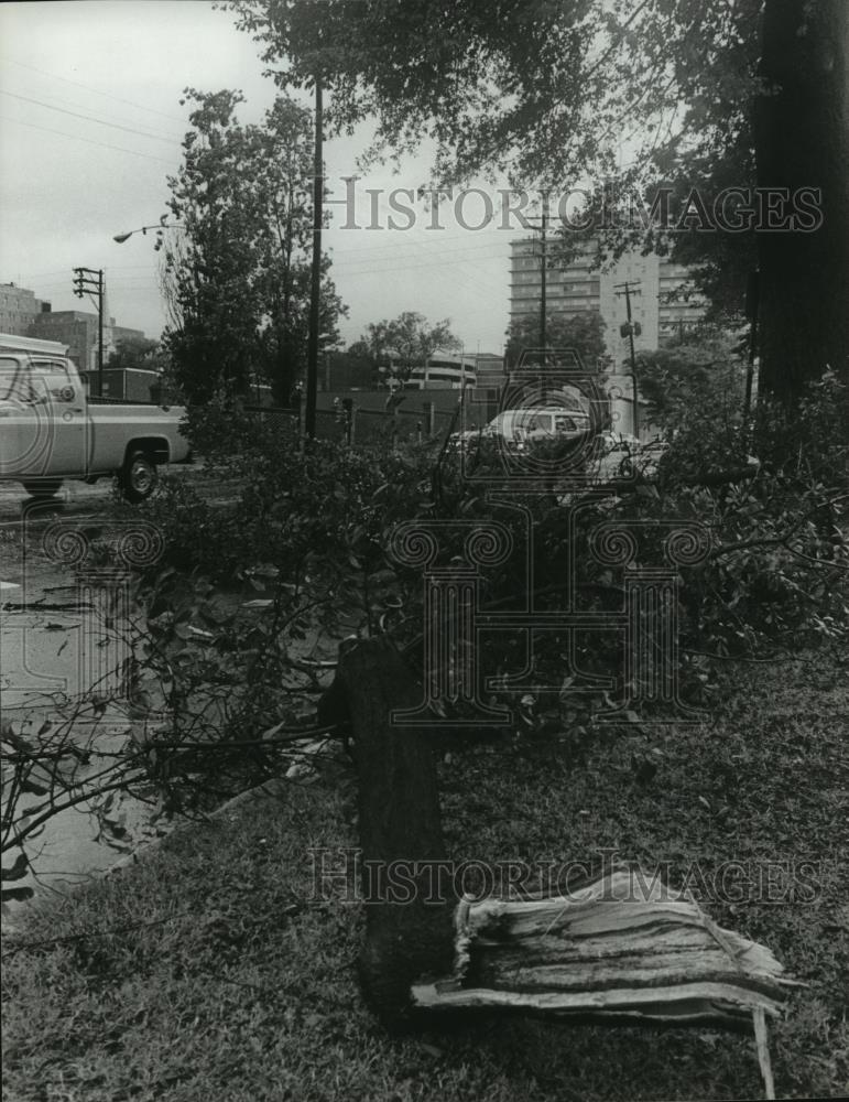 1979 Press Photo Tree limbs down North Birmingham from Hurricane Frederic - Historic Images