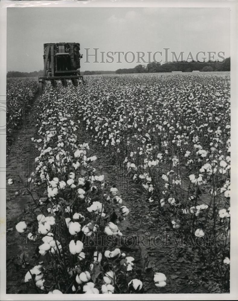 1991 Press Photo James Garrett Cotton Farm, Belle Mina, Alabama - abna14254 - Historic Images