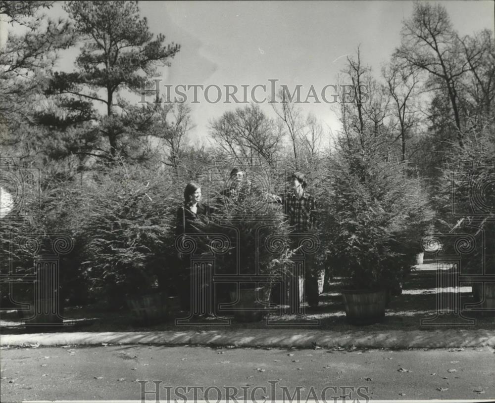 1978 Press Photo Christmas Trees in Homewood, Alabama - abna14839 - Historic Images