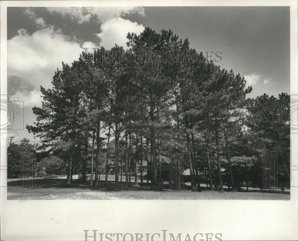 1986 Press Photo Cluster of pine trees in a forest, Alabama - abna14840 - Historic Images
