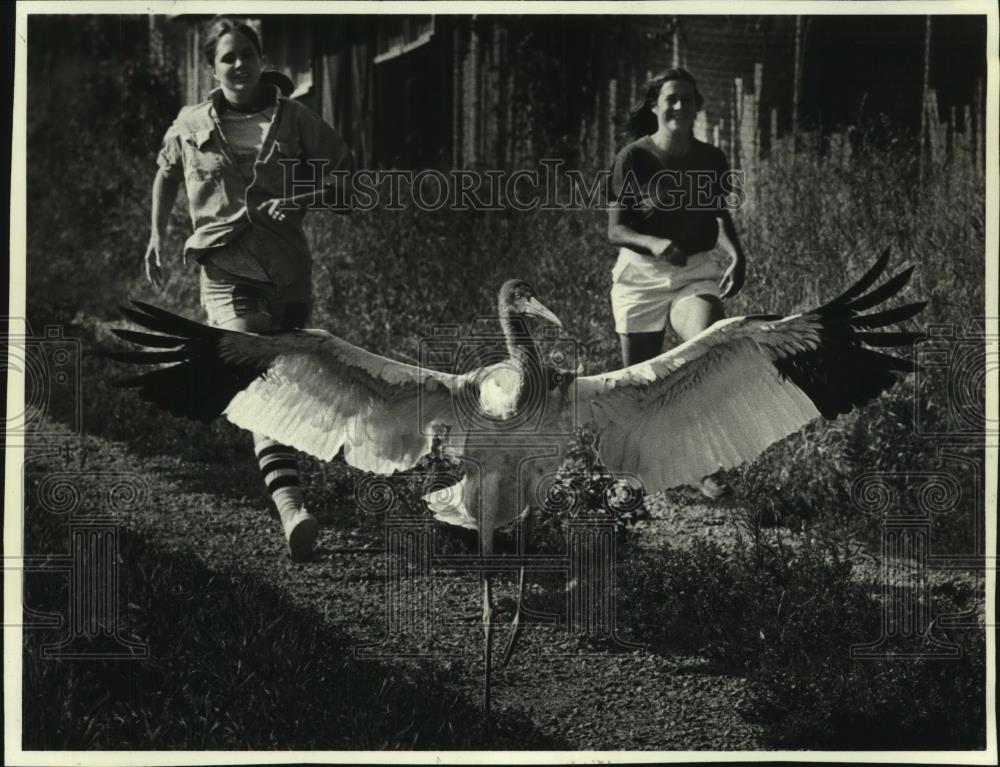 1981 Press Photo Sue Rogers &amp; Lisa Hartman teach a Crane how to fly in Baraboo - Historic Images