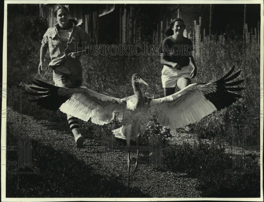 1981 Press Photo Sue Rogers & Lisa Hartman teach a Crane how to fly in Baraboo - Historic Images