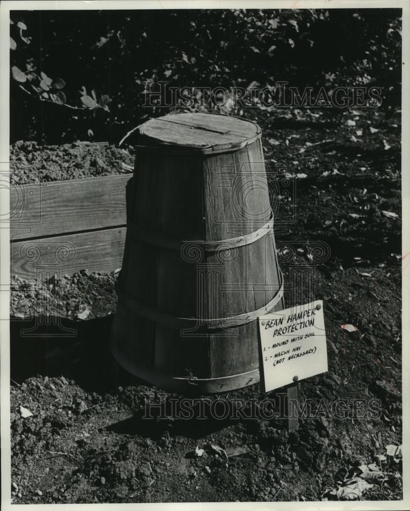 Press Photo Showing how to use a bean hamper to cover rose bushes. - mjb86442 - Historic Images
