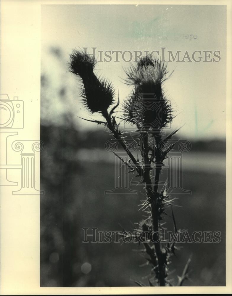 Press Photo Purple thistles in Fredonia - mjb86562 - Historic Images