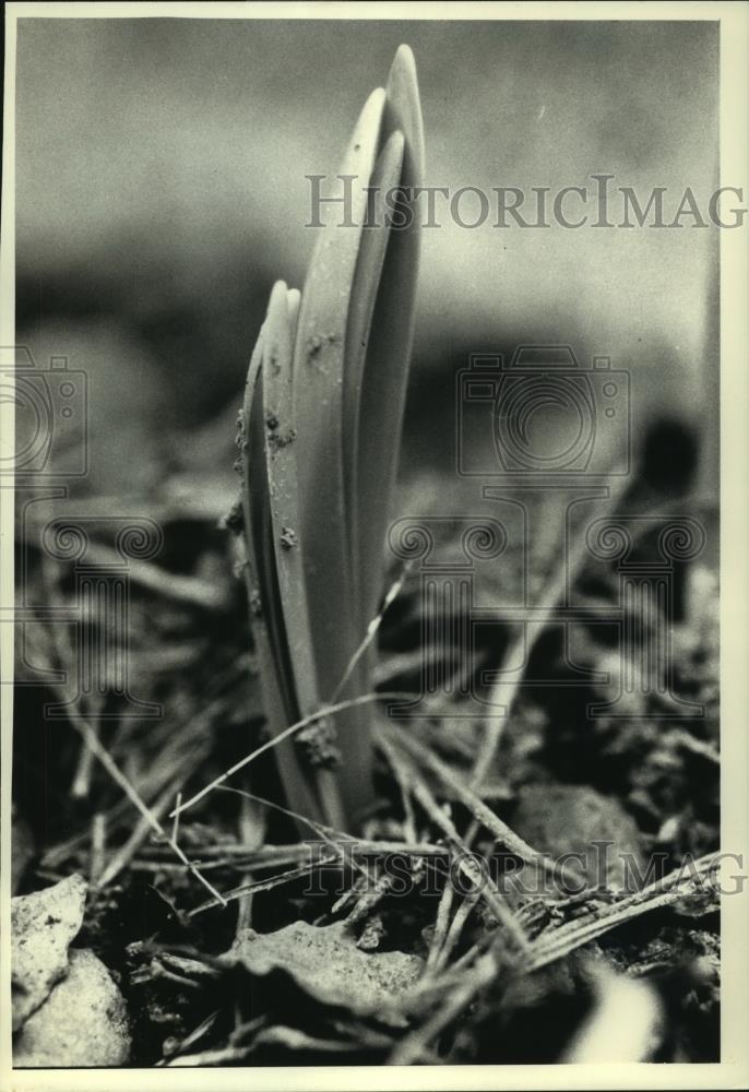 Press Photo Shown is little spouting that needs to be protected from the cold - Historic Images