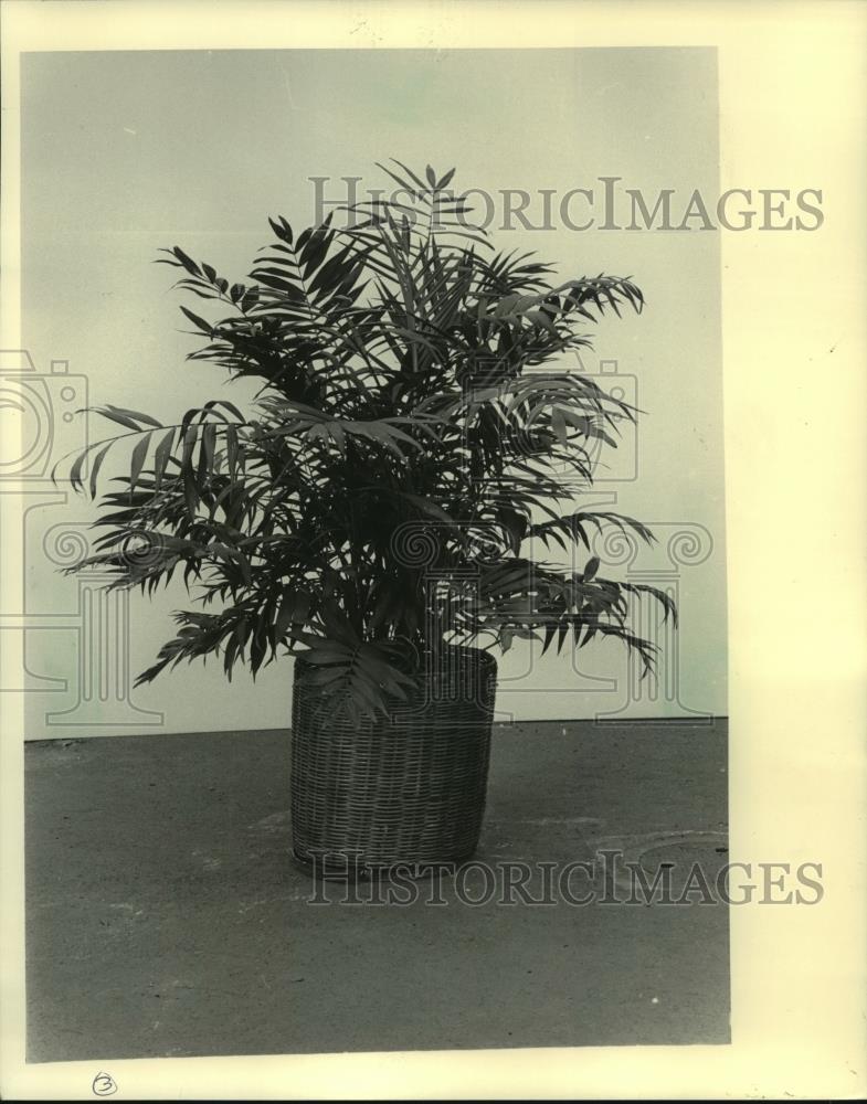 1984 Press Photo The Neanthe Bella or Parlor Palm plant a native of Mexico. - Historic Images