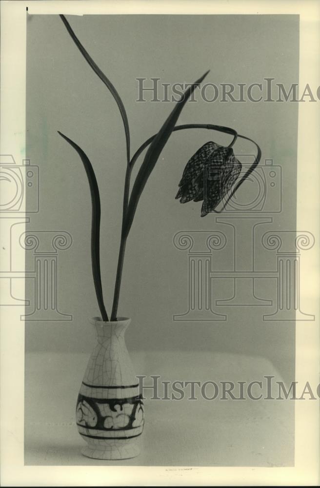 1988 Press Photo A antique flower plant is shown, has been cultivated a century. - Historic Images