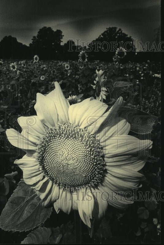 1986 Press Photo Field of sunflowers basking in sunlight, Mequon. - mjb86730 - Historic Images