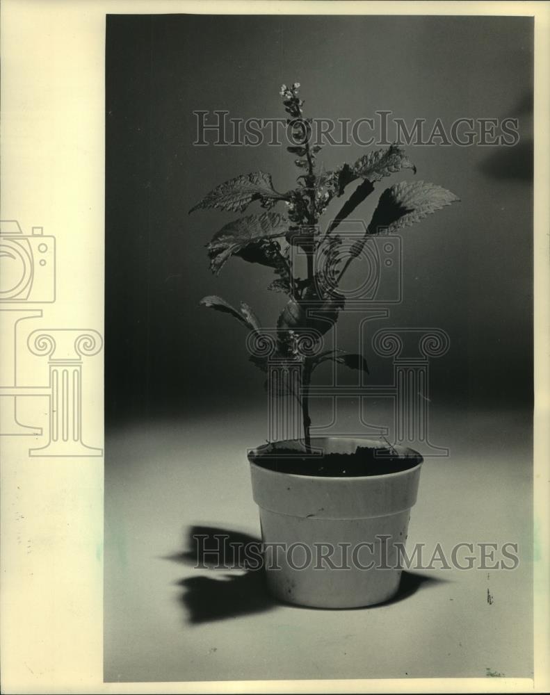 1984 Press Photo A Perilla plant a mint native to eastern Asia and Japan. - Historic Images