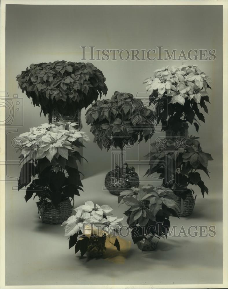 1991 Press Photo Christmas classic-Table with a variety of potted poinsettias - Historic Images