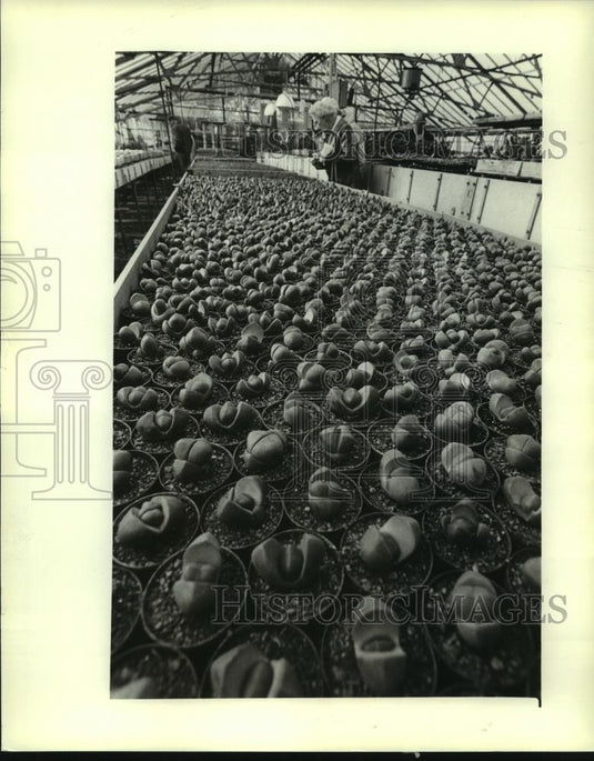 1982 Press Photo Visitor looks at Lithops plants, Milwaukee County, Greenhouse - Historic Images