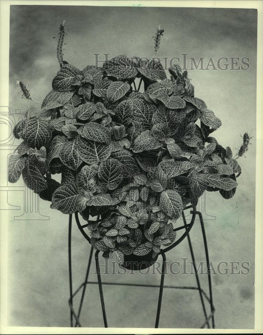 1985 Press Photo Fittonia is a creeping plant native to tropical forests - Historic Images