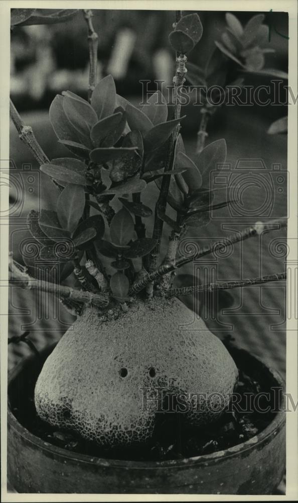 1985 Press Photo The ant plant has entry holes in trunk for its own ant colony - Historic Images