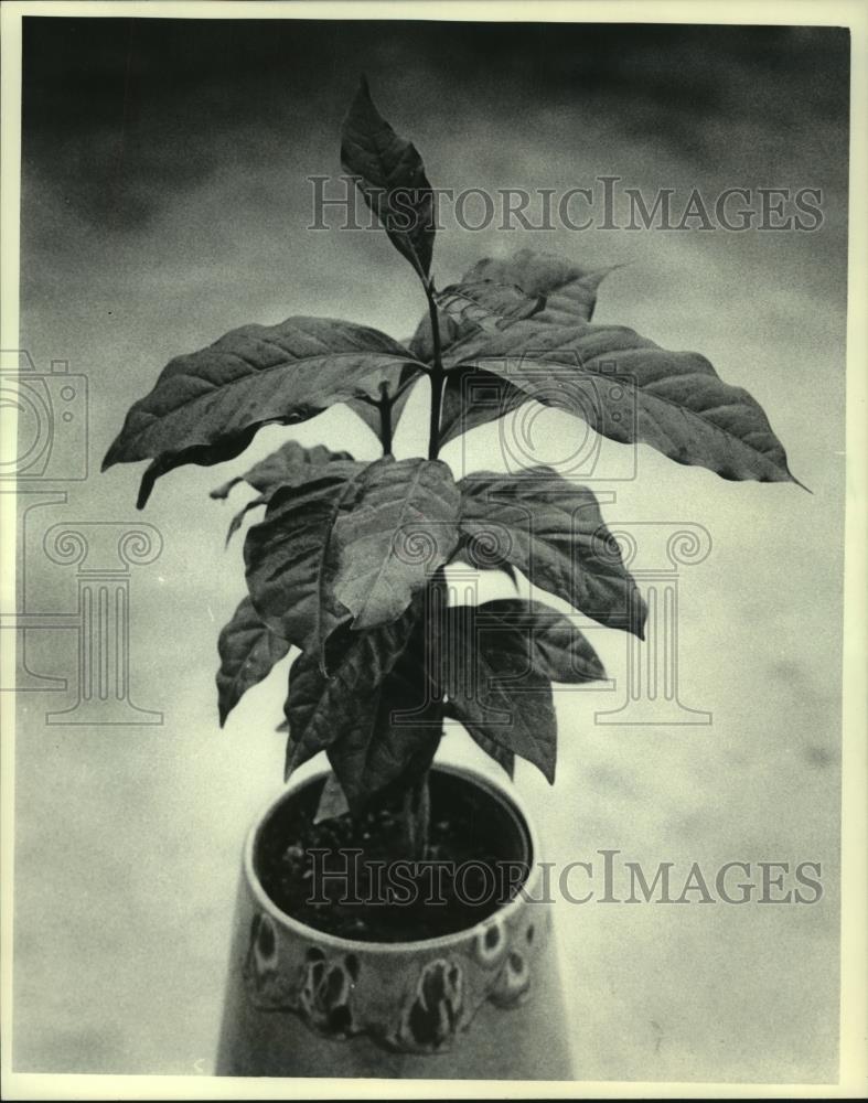 1985 Press Photo A coffee plant growing in a pot. - mjb86802 - Historic Images