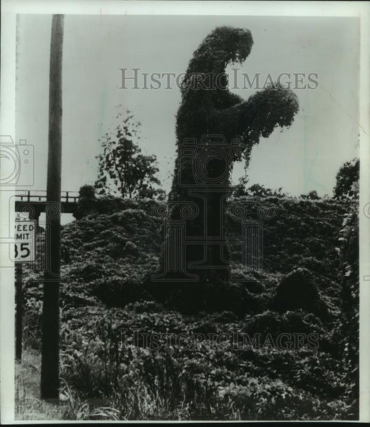 1977 Press Photo Kudzu covered tree stump and surrounding ground - mjb86865 - Historic Images