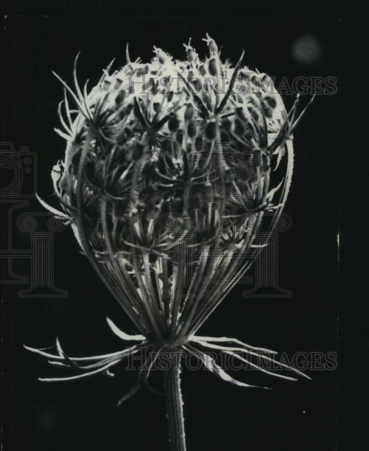 1978 Press Photo Head of an unopened Queen Anne's Lace plant - mjb86873 - Historic Images