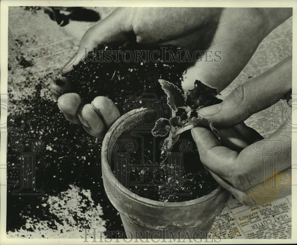 1981 Press Photo Baby plant ready to be planted in regular potting soil, plants - Historic Images