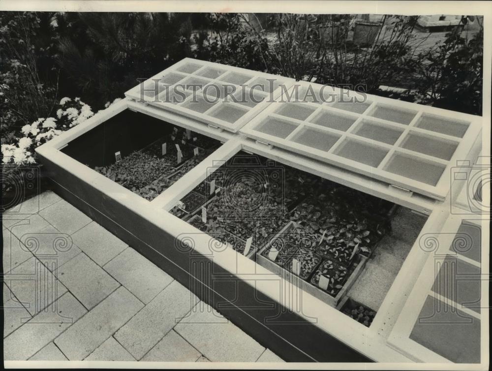 1981 Press Photo The Milwaukee Journal&#39;s cold frame with young plants - Historic Images