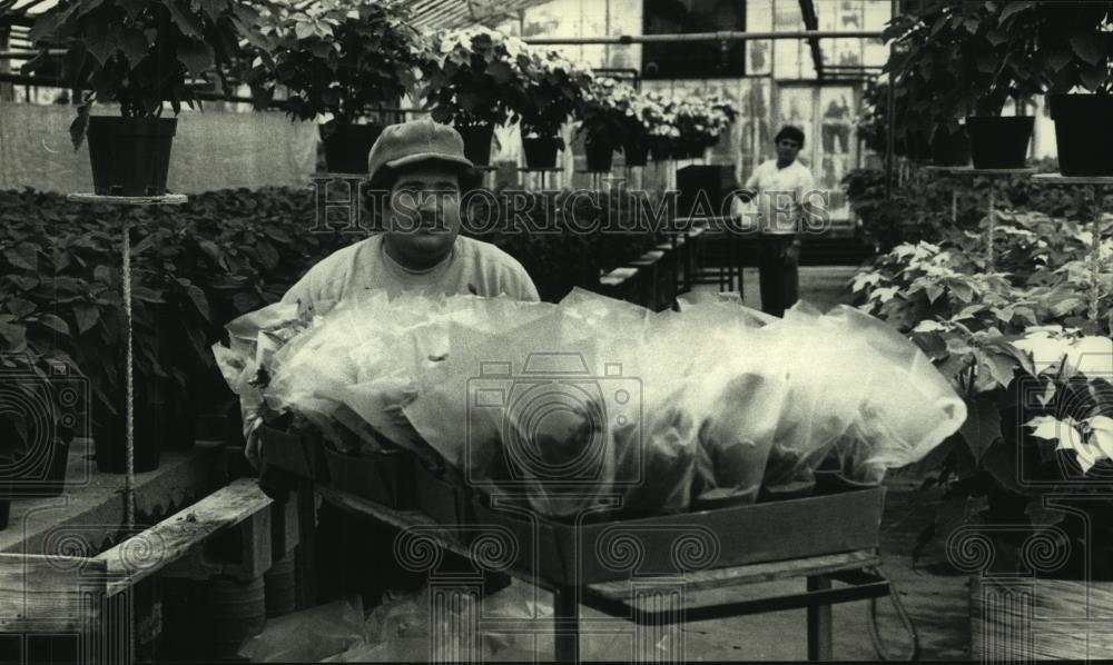 1990 Press Photo Luis Sanchez works at a greenhouse at flower Fair in Oak Creek - Historic Images