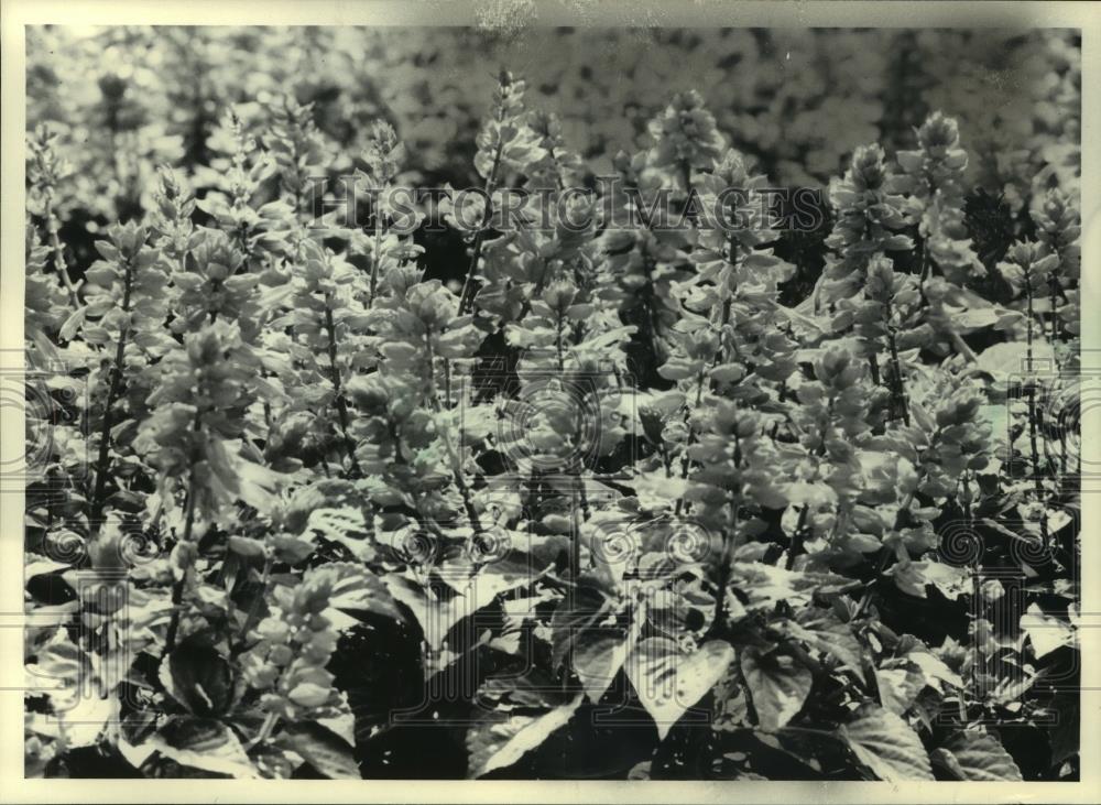 1985 Press Photo Scarlet sage is a warm-weather annual native to Brazil - Historic Images