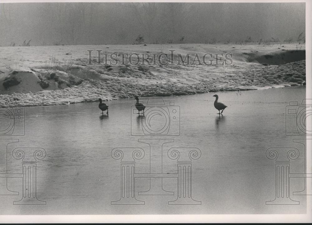 1988 Press Photo Ducks walk across frozen pond in Blount County - abna17643 - Historic Images