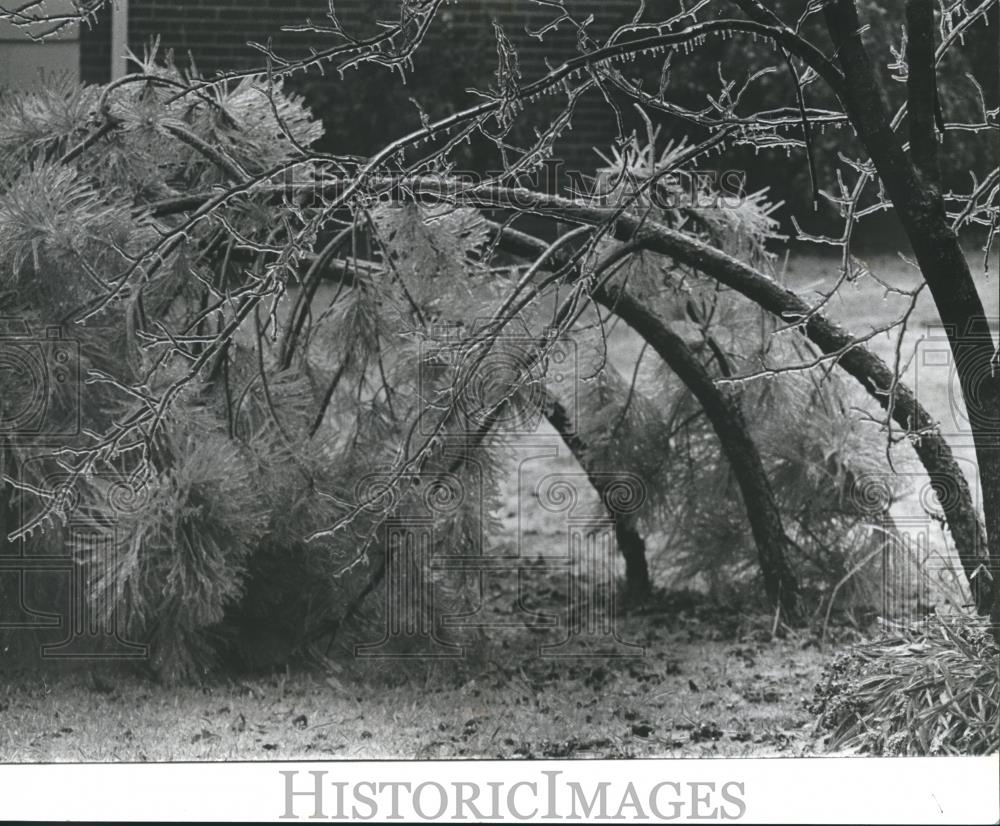 1982 Press Photo Icy trees on Darlington Street in Shades Mountain - abna17659 - Historic Images