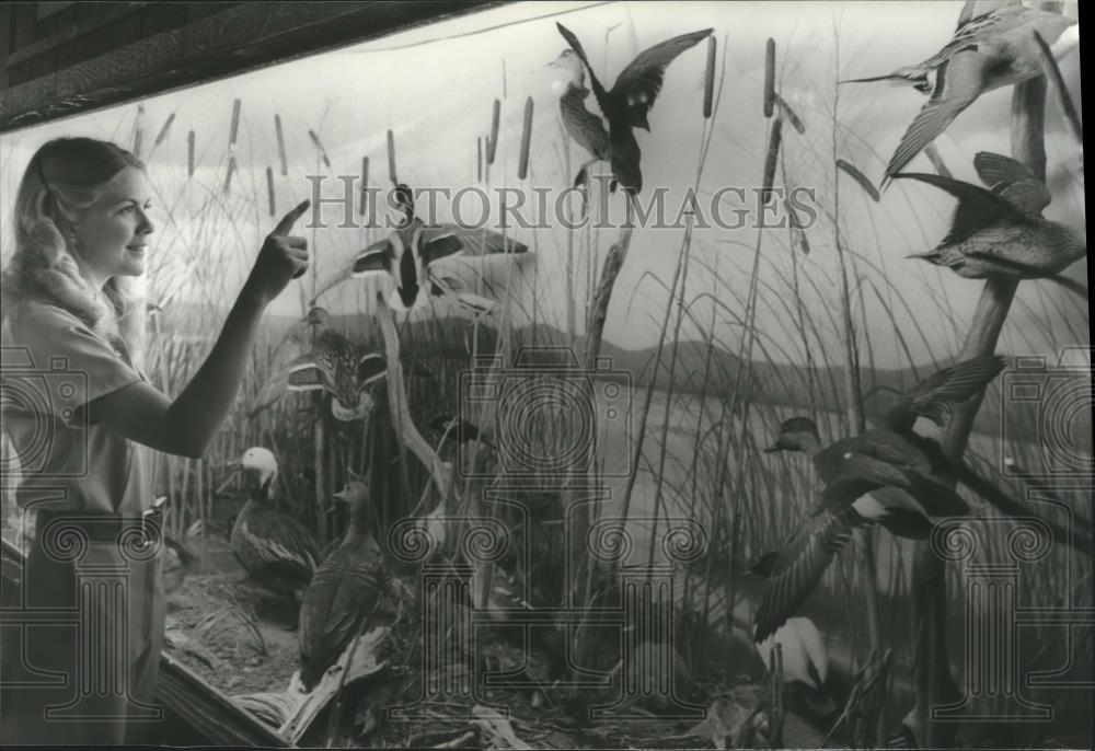 1980 Press Photo Waterfowl mounts at Wildlife Interpretive Center, Alabama - Historic Images