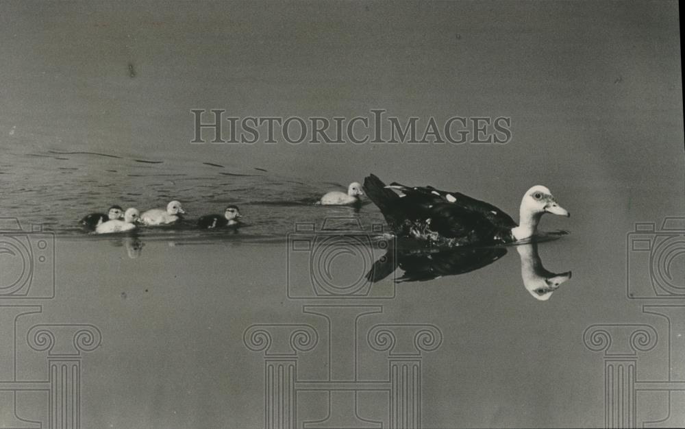 1984 Press Photo Ducks float and swim across the East Lake - abna14984 - Historic Images