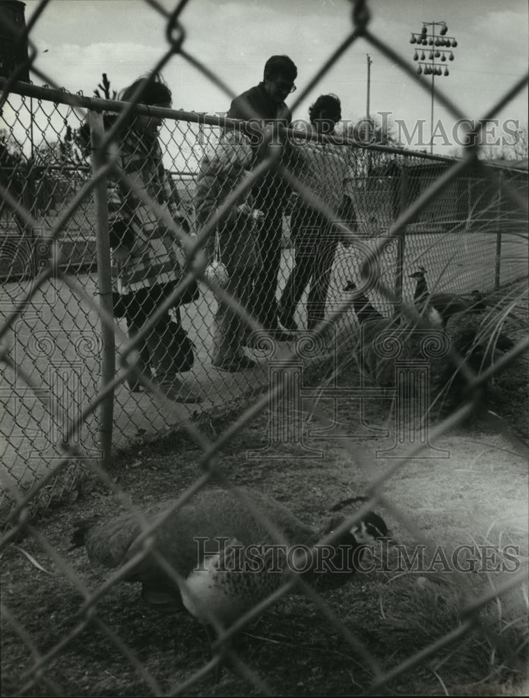 1981 Press Photo Family watching Peacocks at the Montgomery, Alabama Zoo - Historic Images