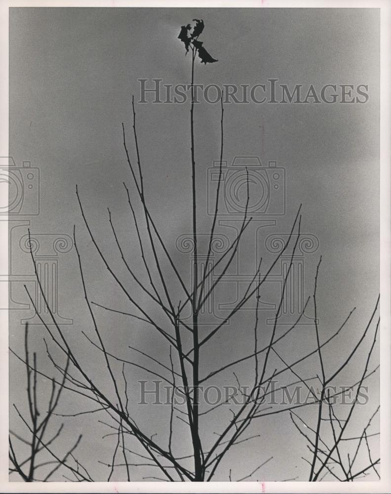 1987 Press Photo Last Leaves on Tree in Shelby County, Alabama - abna17546 - Historic Images