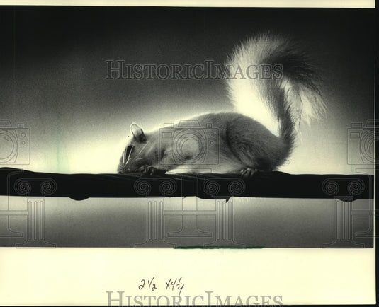 1986 Press Photo Albino squirrel on utility line in town of Delafield - Historic Images