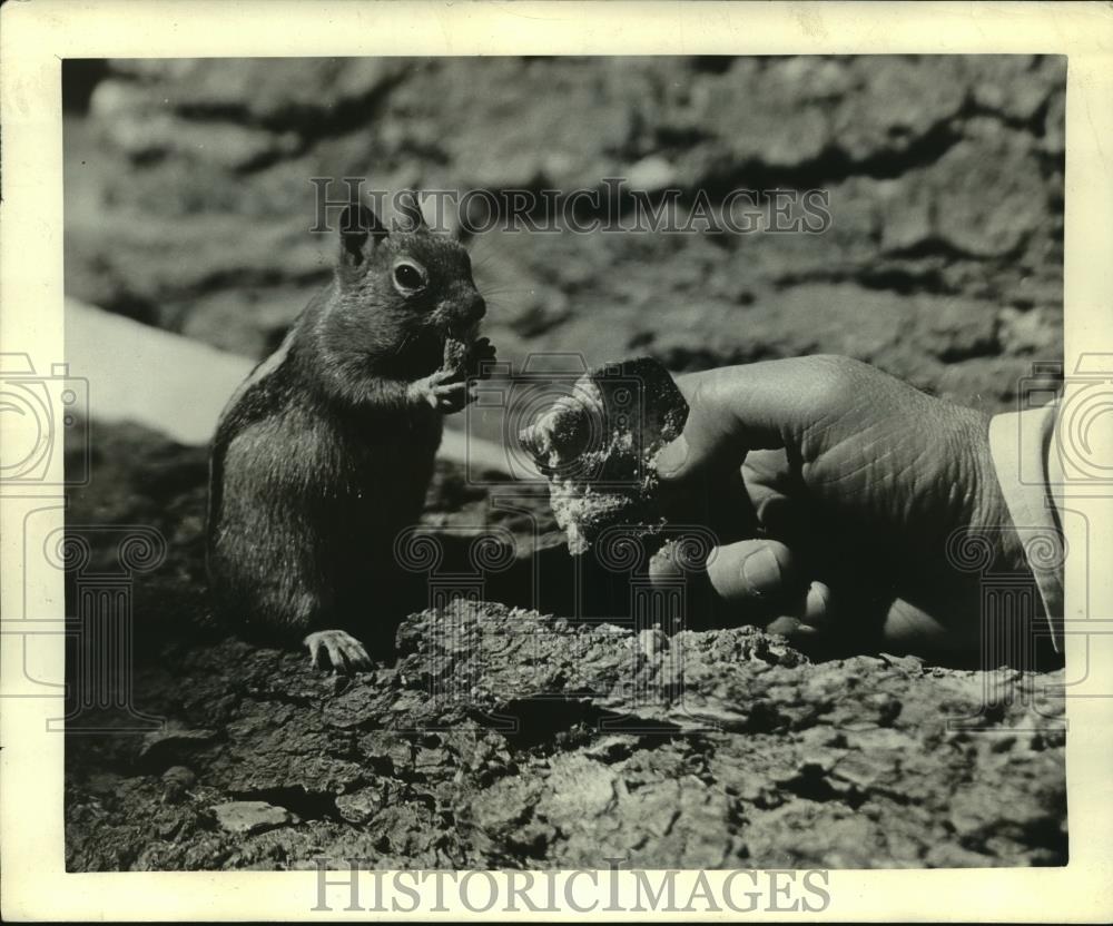 Press Photo Squirrel eating, California&#39;s Lassen Volcanic National Park - Historic Images