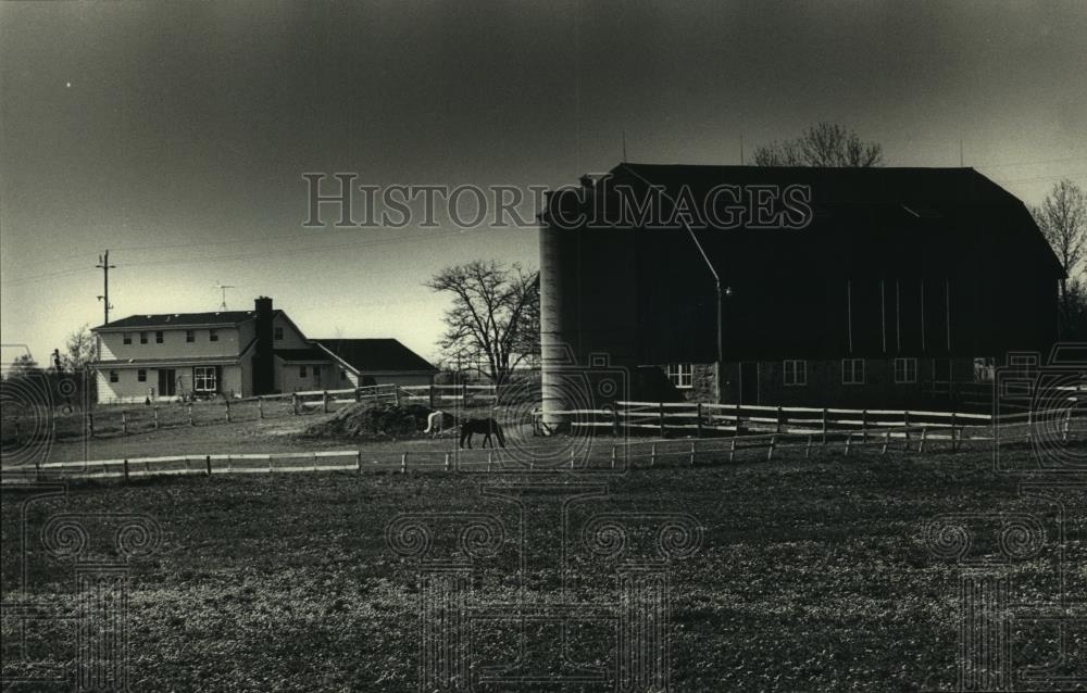 1988 Press Photo Horses graze in pasture, Saukville Wisconsin - mjb92597 - Historic Images