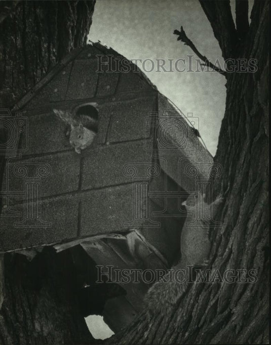 1986 Press Photo Squirrels use birdhouse as home, Sauk County courthouse - Historic Images