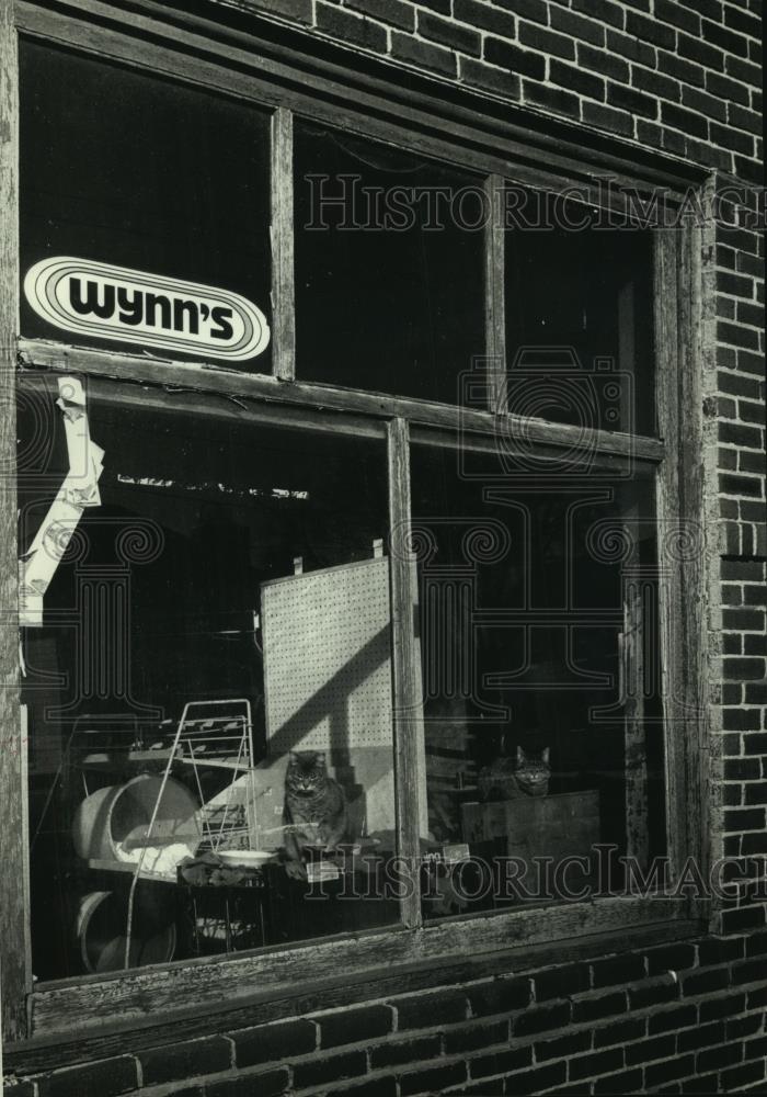 1991 Press Photo Pair of cats occupies old car dealership in Sherwood - Historic Images