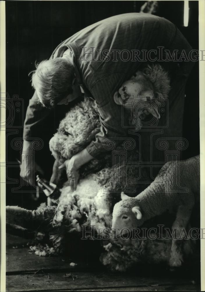 1988 Press Photo Lamb watches as mother get sheared during annual shearing. - Historic Images