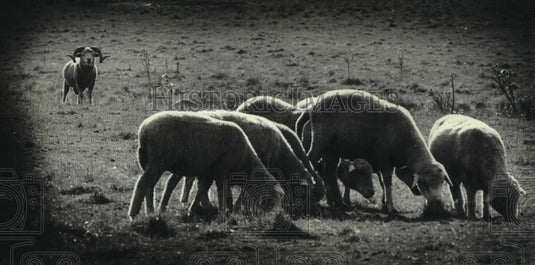 1979 Press Photo A ram with ewes along Highway 11, near Racine County line. - Historic Images
