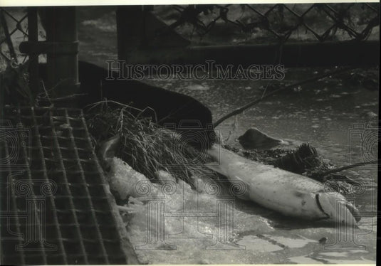 1995 Press Photo black mink "Buddy" takes fish at Sauk Creek in Port Washington - Historic Images