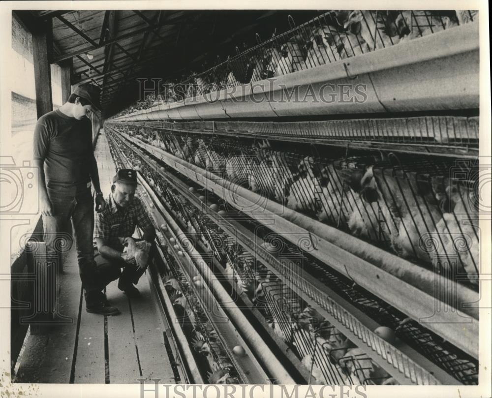 1988 Press Photo Donnie Ivey and Aron Smith examine a chicken at a factory - Historic Images