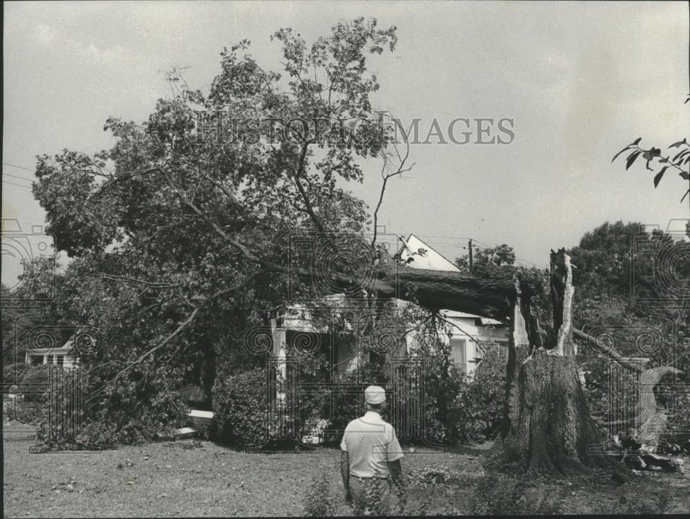 1977 Press Photo Huge tree falls on home on St. Charles Avenue, Alabama - Historic Images