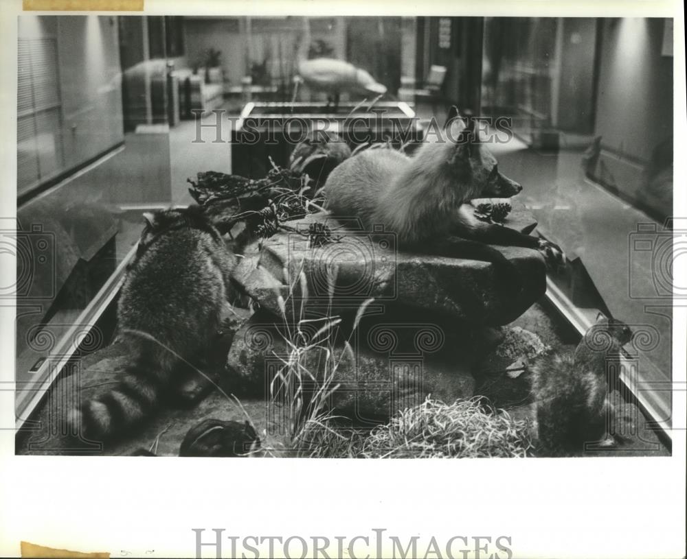 1980 Press Photo Wheeler Refuge wildlife exhibit seems almost real, Alabama - Historic Images
