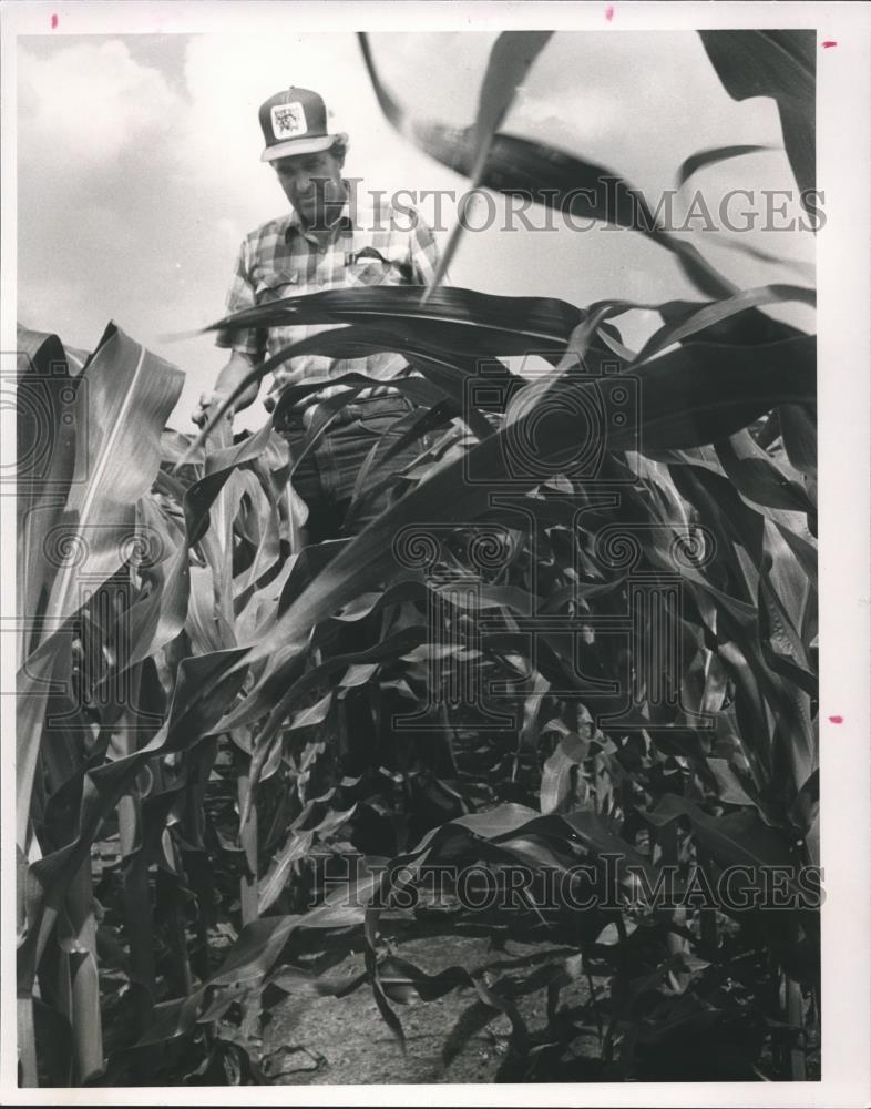 1989 Press Photo Sam Darwin Growing Pop Corn Plants - Heart of Dixie Popcorn - Historic Images