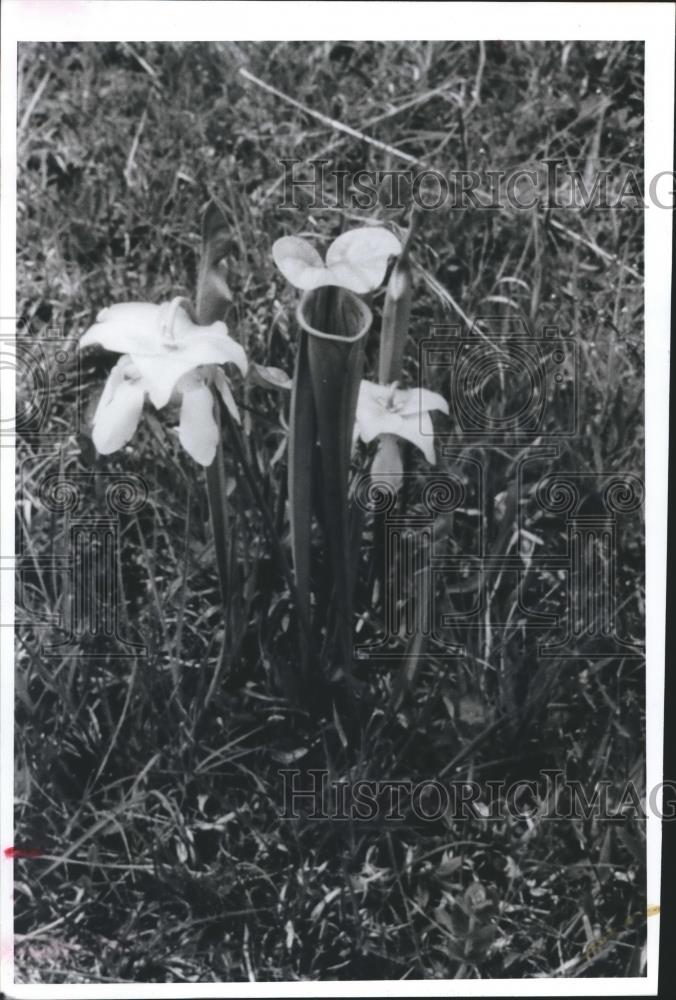 1990 Press Photo Alabama's Green Pitcher Plant, Sarracenia Oreophila - abna27558 - Historic Images