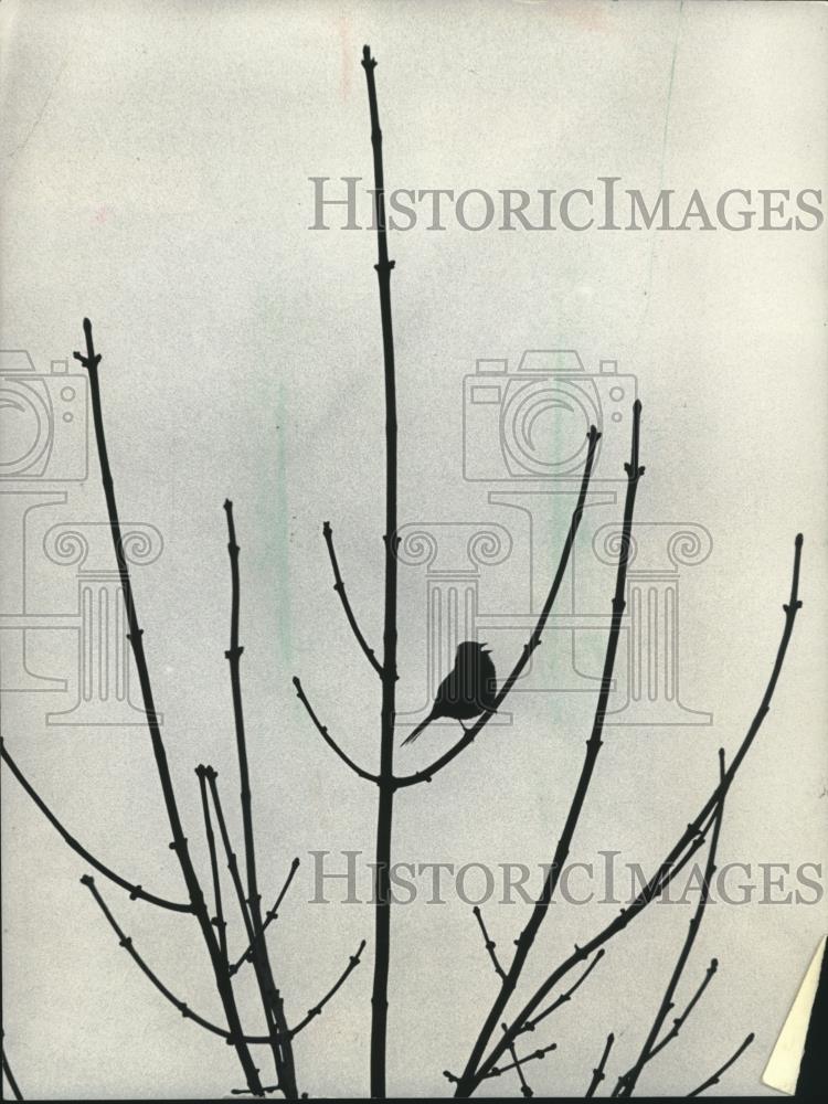 1983 Press Photo Riding the coattails of warming winds, Song Sparrows returned. - Historic Images