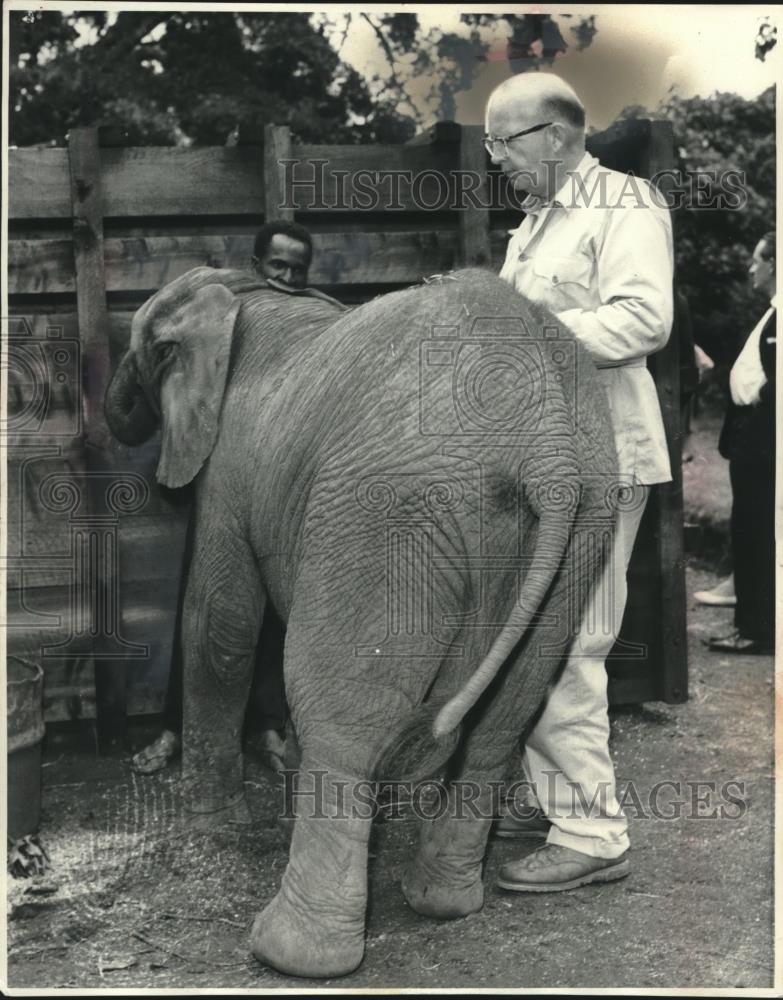 1982 Press Photo In Nairobi, Kenya, Zoo Director George Speidel with elephant - Historic Images