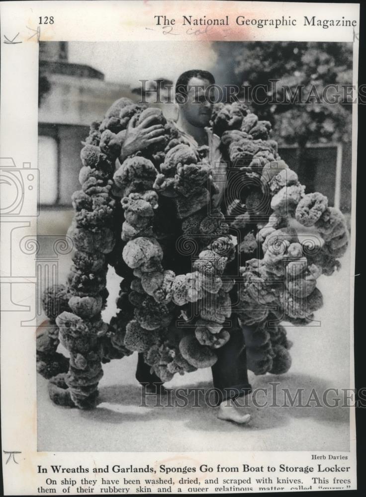 Press Photo In Wreaths and Garlands, Sponges Go from Boat to Storage Locker - Historic Images